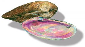 mussel2 Freshwater mussel drawing