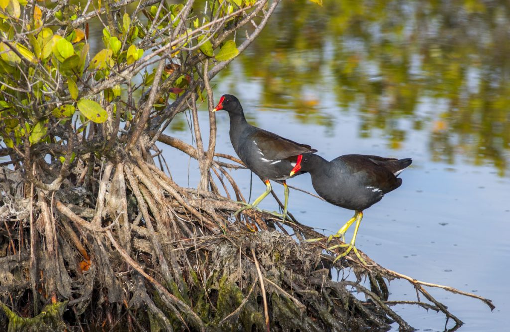 Moorhen standing on mangrove roots