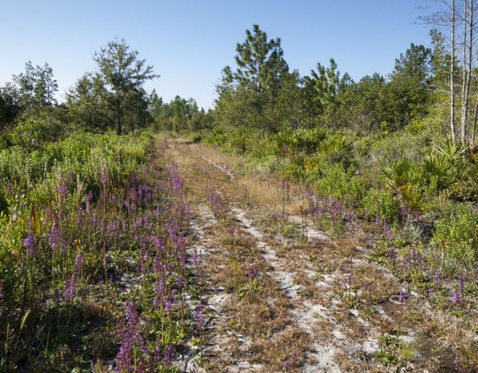 Hiking trail at Deep Creek North Conservation Area