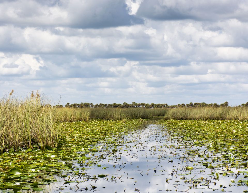 Open marsh with airboat trail at Three Forks Marsh Conservation Area