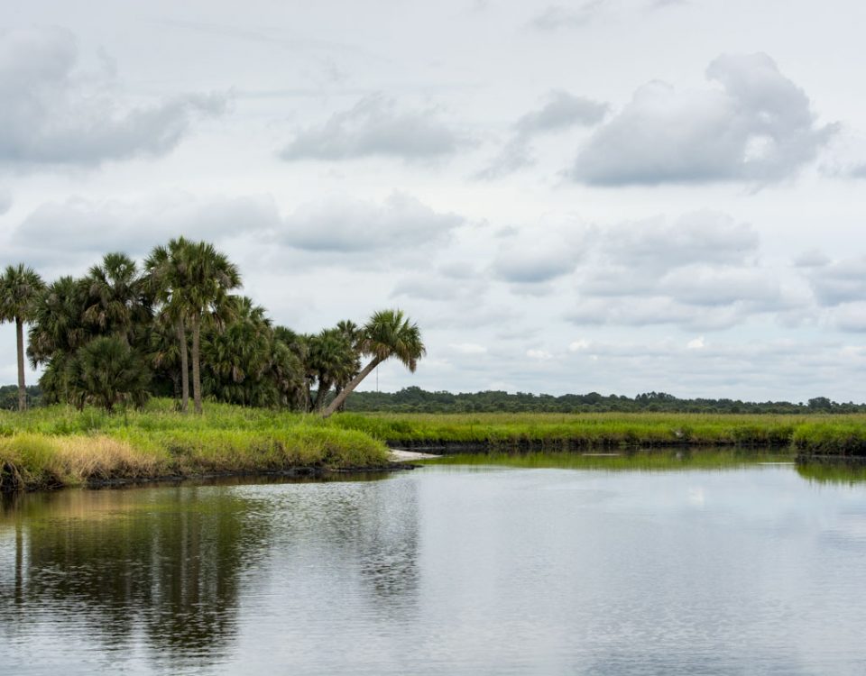 Palm hammock along the St. Johns River at Canaveral Marshes