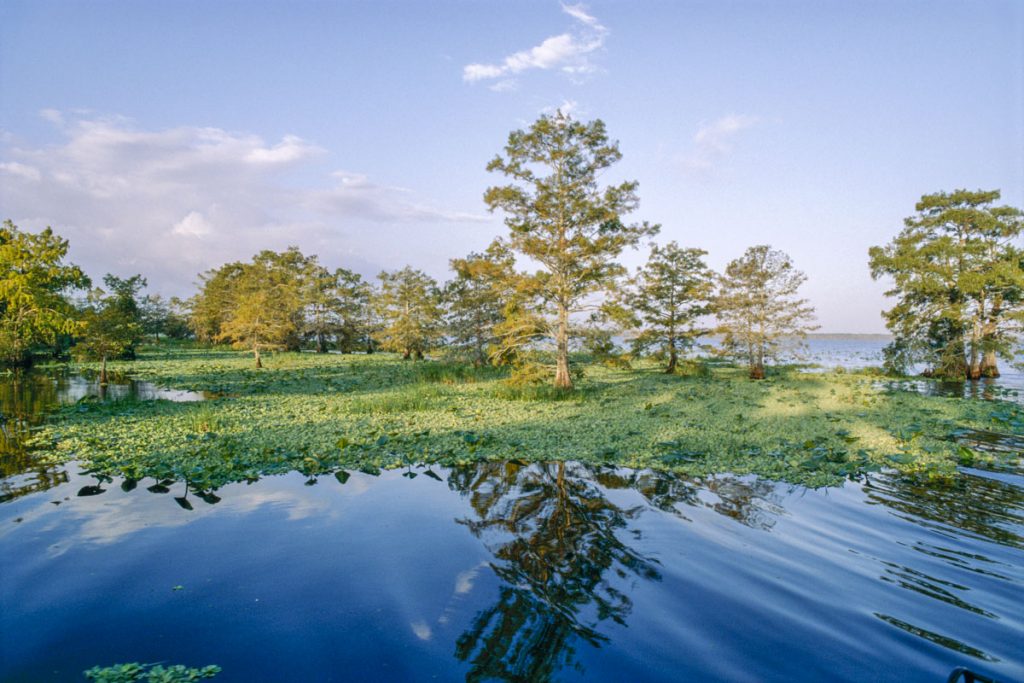 Blue Cypress Lake