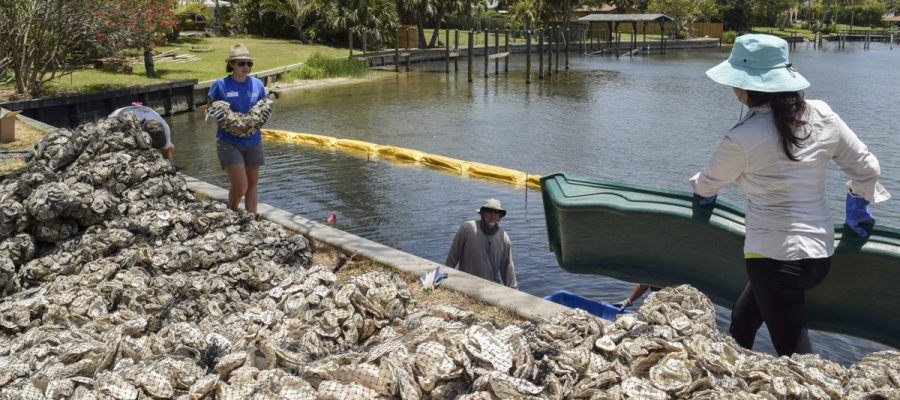 DSC_0136 Volunteers putting bags of oyster shells into the Indian River Lagoon