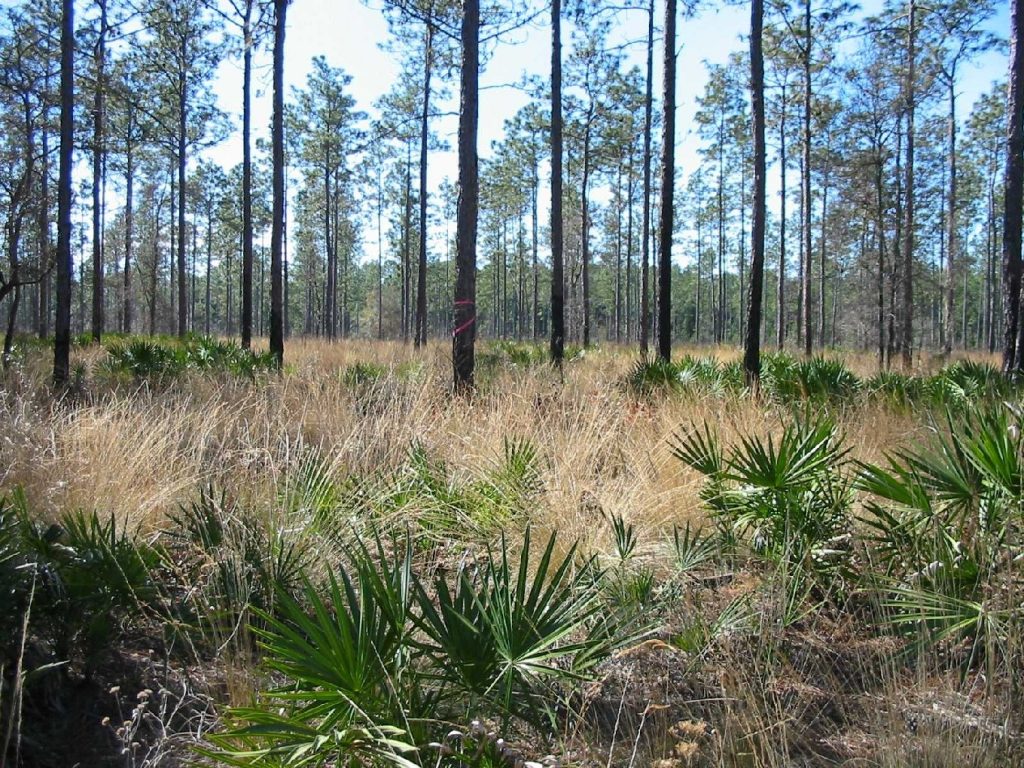 Sandhill habitat