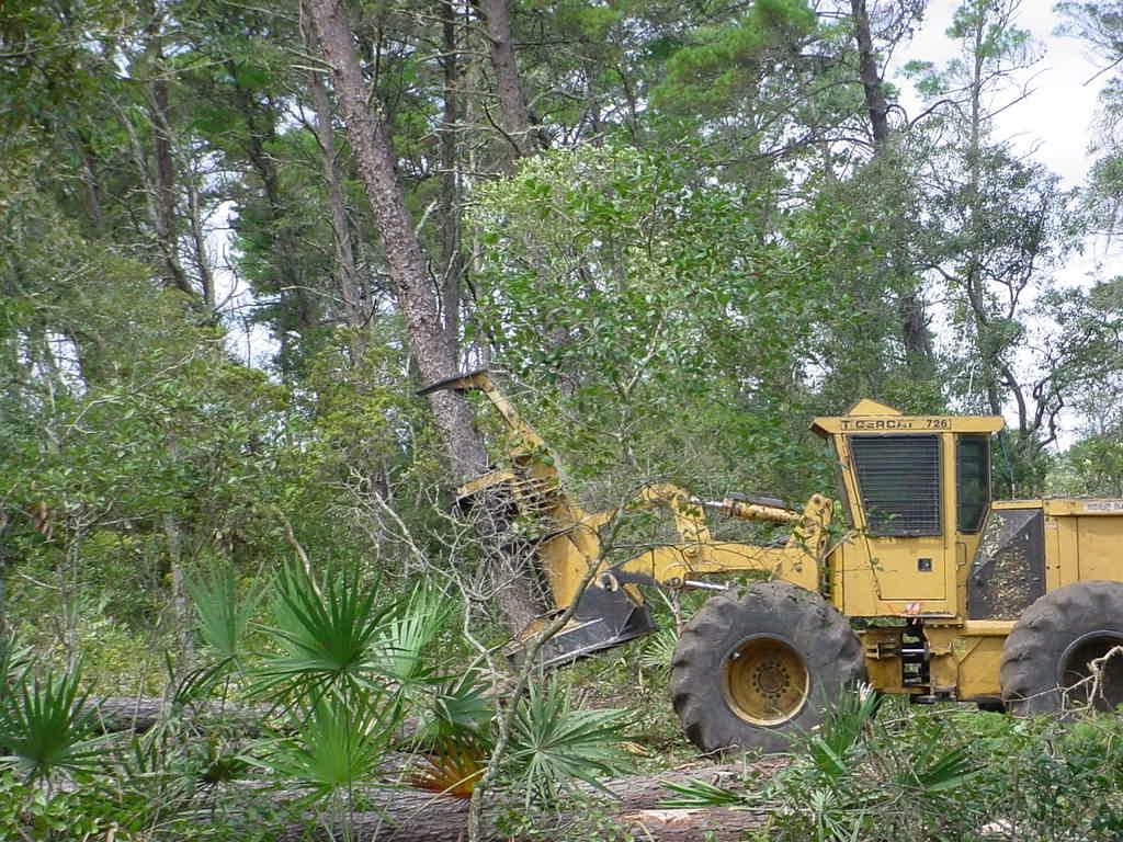 Tractor cutting down sand pine trees