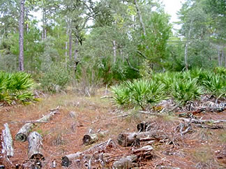 Area where sand pine have been cut down