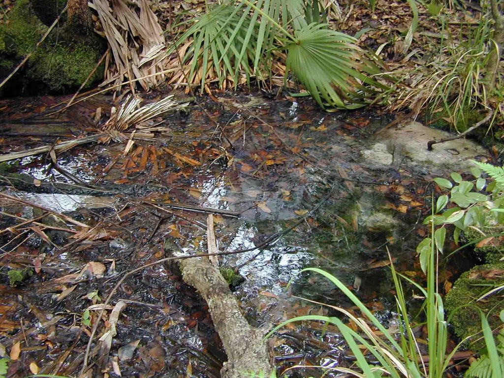 Blueberry Spring in Lake County Blueberry Spring in Lake County
