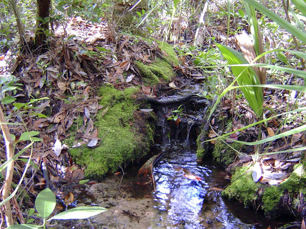Morman Branch Springs Morman Branch Springs in Marion County