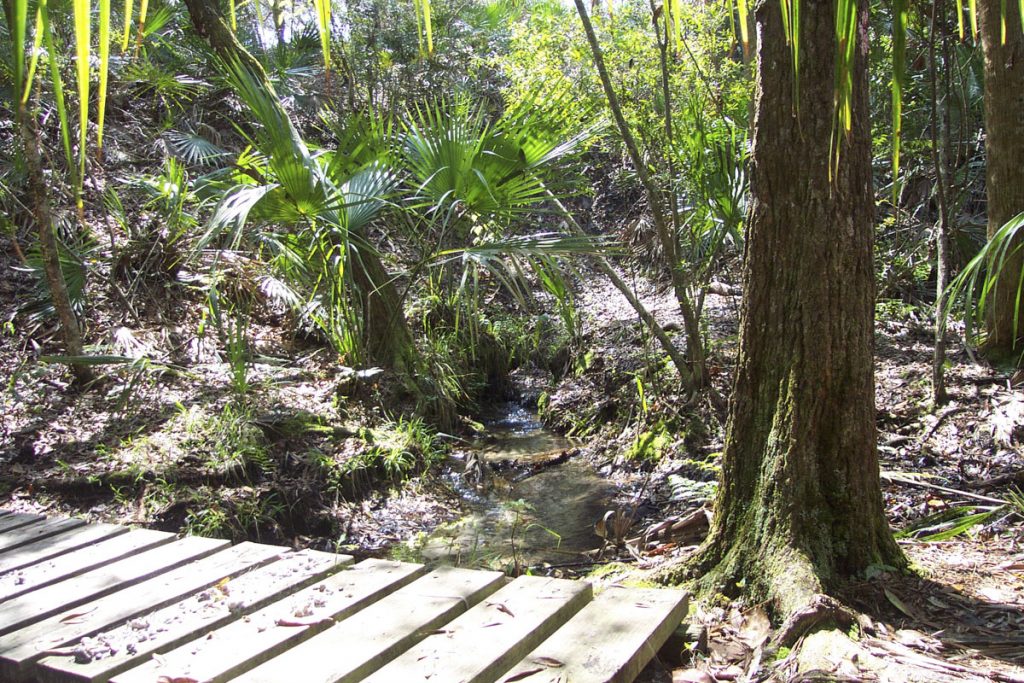 Sharks Tooth Spring Sharks Tooth Spring in Lake County