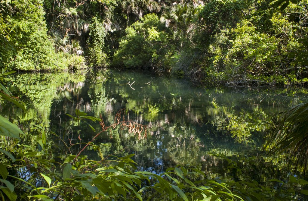 Witherington Spring Witherington Spring in Orange County