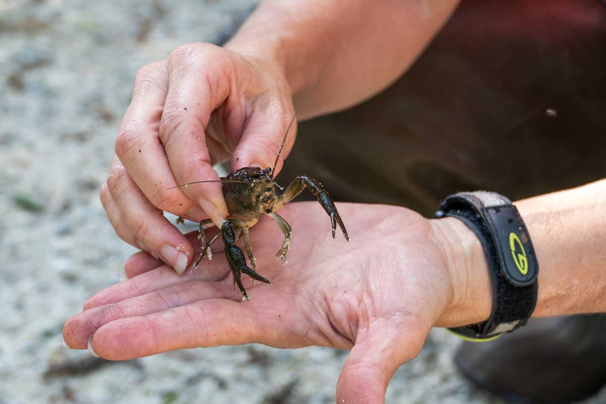 Close up of a person holding a crawfish