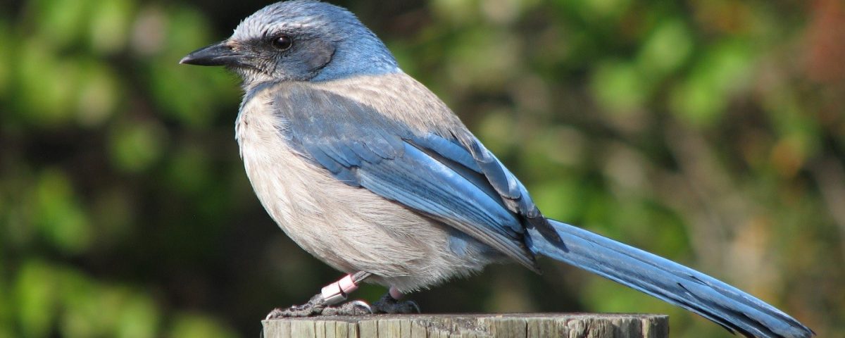 Scrub jay sitting on a post