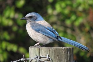 Scrub jay sitting on a post