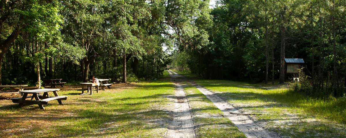 A dirt road in a forest leading past some picnic tables and a kiosk
