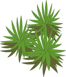 Illustrated Plants