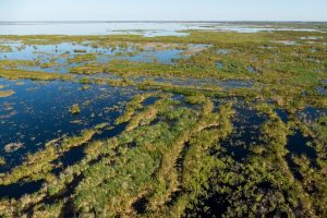 Areal photograph of Fellsmere Water Management Area