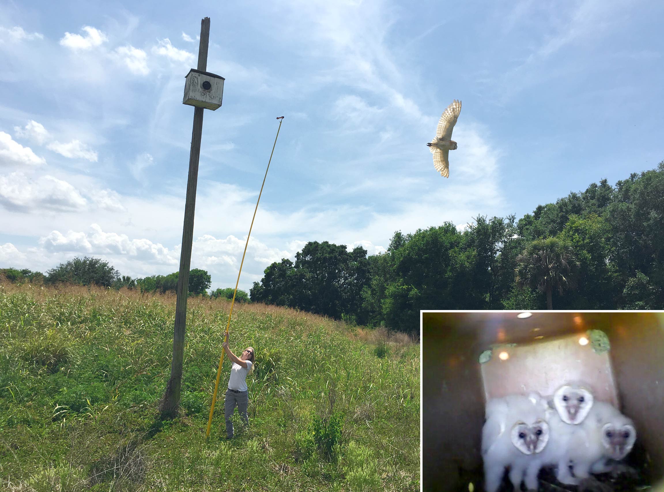 Mother owl flying away from her birdhouse