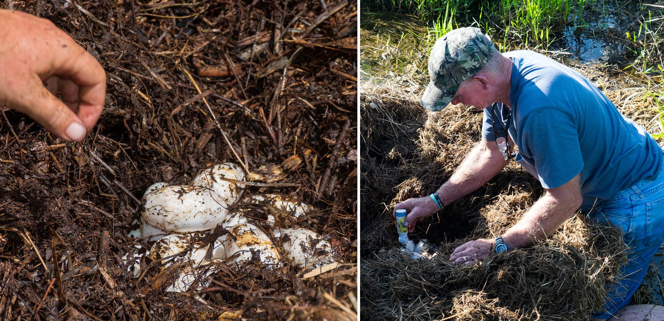 Alligator egg harvest orange creek