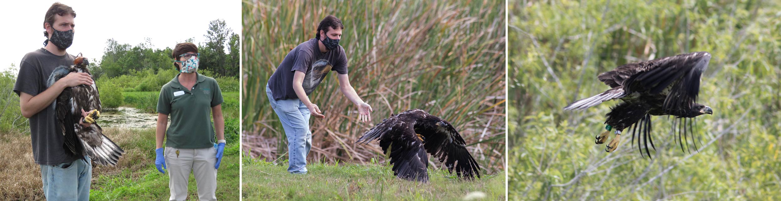 Two district employees release a fledgling eagle