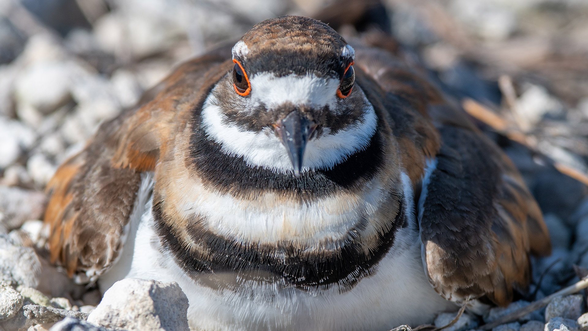 killdeer_main killdeer sitting on her eggs