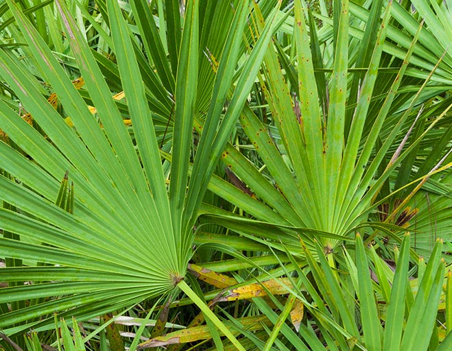 saw-palmetto Saw Palmetto leaves