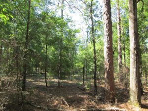 Trees and foliage of Indian Lake State Forest 