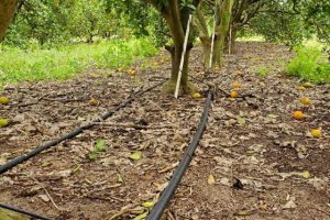 Black irrigation pipes leading to an orange tree