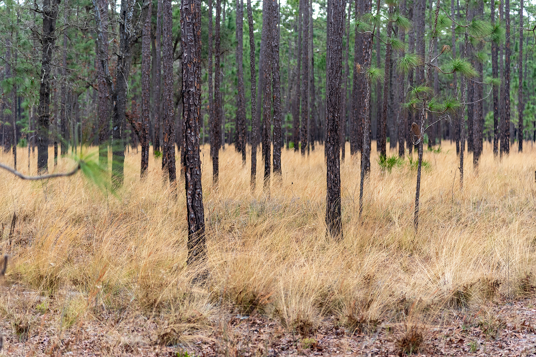 Wiregrass nursery Wiregrass growing in a pine forest
