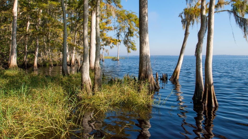 Cypress trees by the Bayard shore