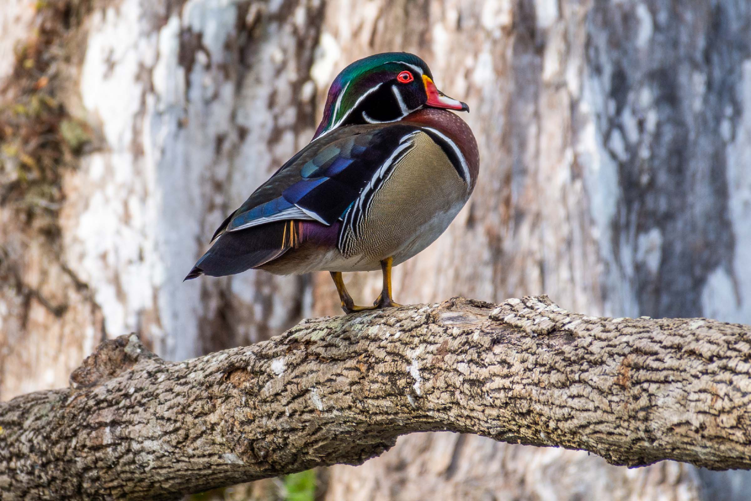 Colorful duck