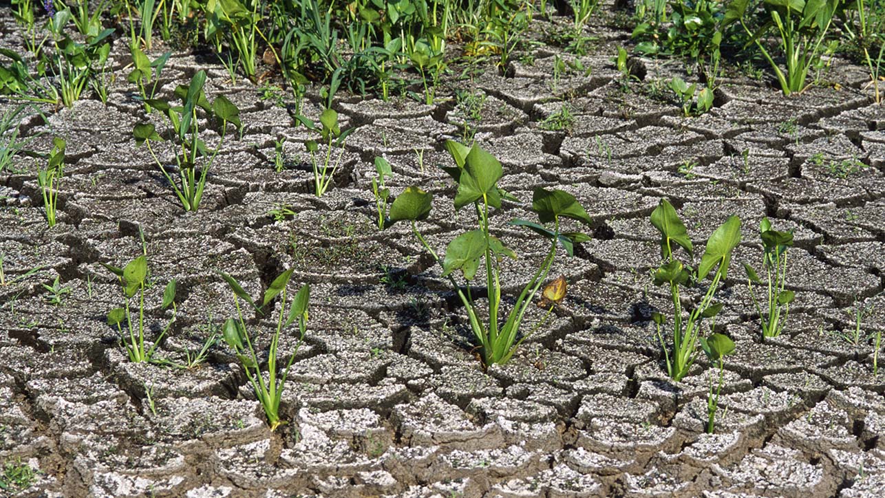 Plants growing out of dry ground