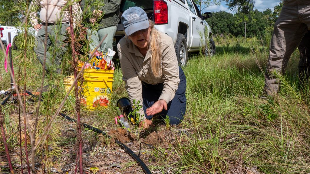 Cheryl Peterson planting a shrub