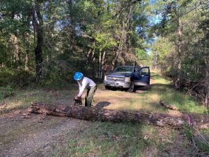 District staff are inspecting and cleaning up a fallen tree