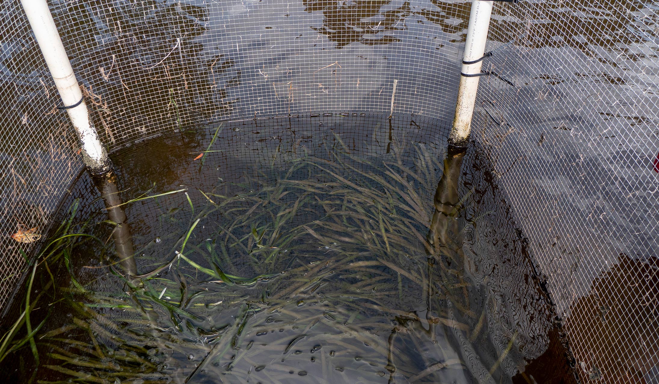 underwater vegetation surrounded by a net