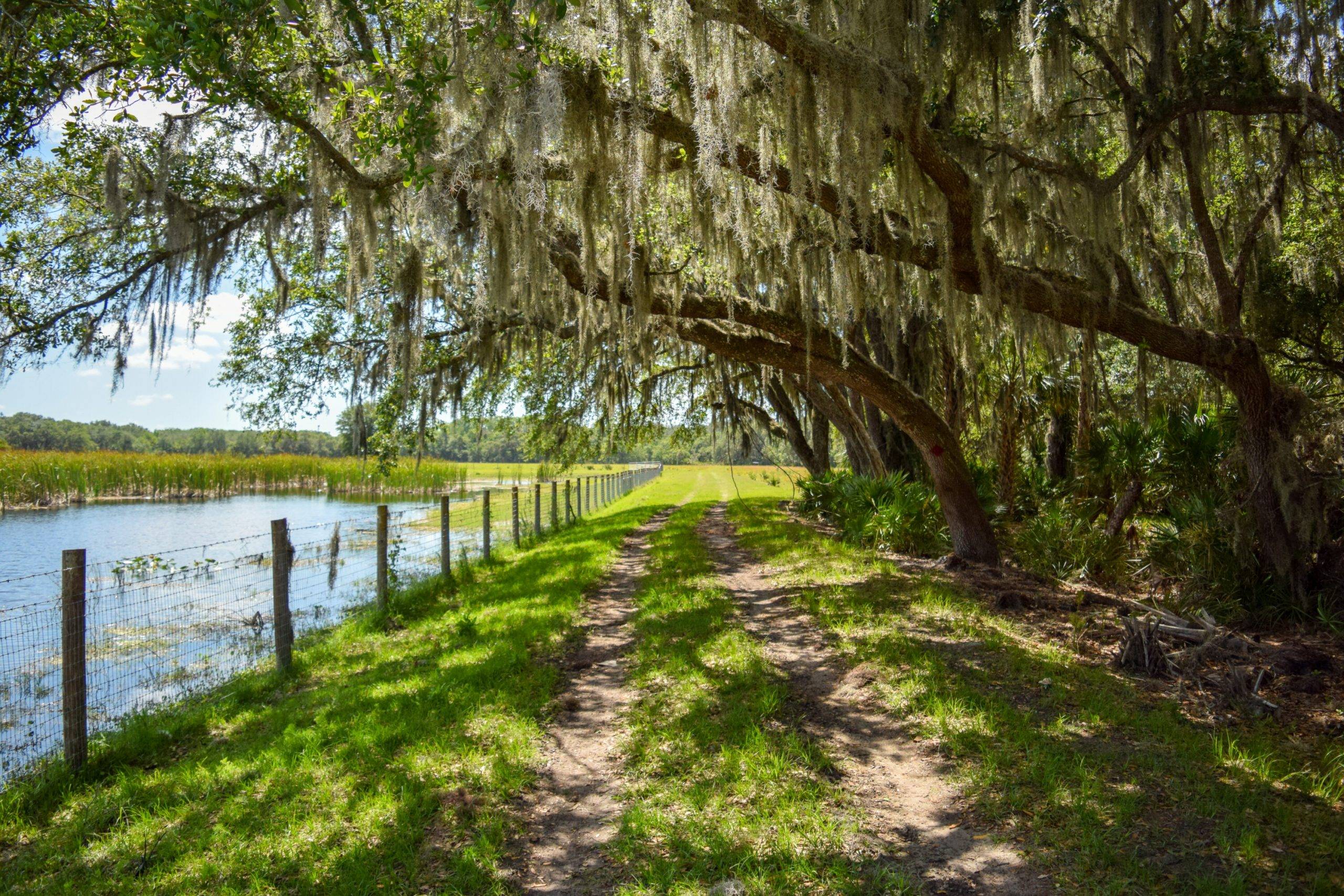 Well shaded walking path