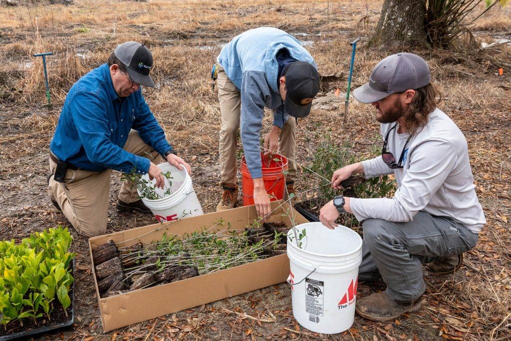 Three men stowing saplings in a box