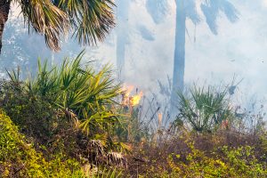 Prescribed fire burning through underbrush