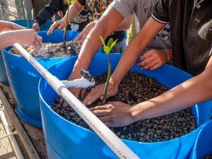 Students plant mangroves in large containers
