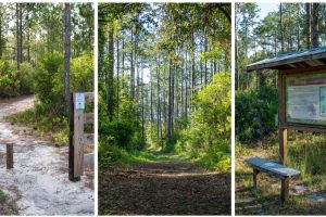 Three photos of the Palm Bluff Conservation Area