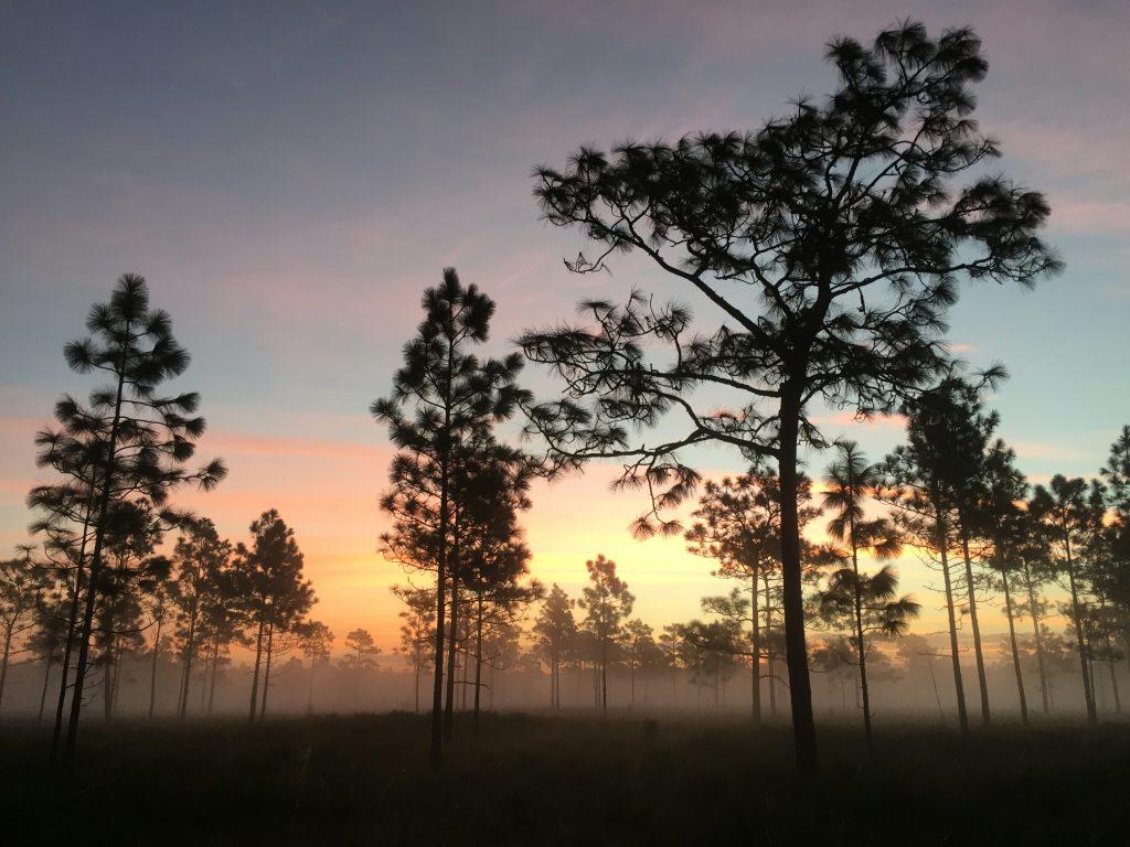Covering 9,387 acres in Orange County, Hal Scott Regional Preserve and Park is a true hidden gem. Located just east of bustling Orlando, the St. Johns River Water Management District property not only protects critical regional water resources but also offers a serene natural setting for various outdoor activities.