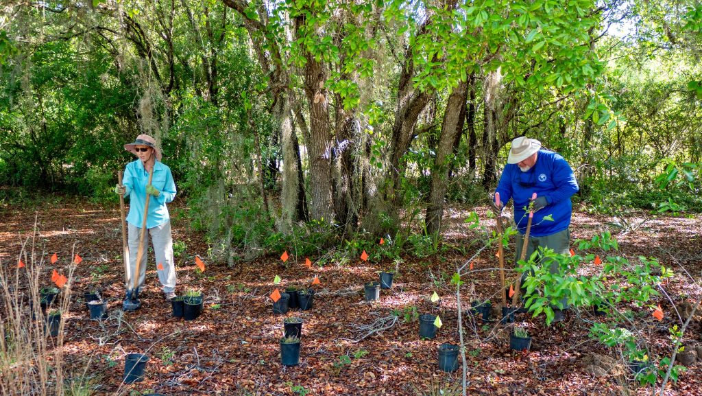 Twice a year, the St. Johns River Water Management District’s Lake Apopka North Shore (North Shore) gets a boost in its biodiversity through the planting of unique and rare rescue plants on the property.  

Just how does a plant get rescued? A dedicated group of volunteers from Florida Native Plant Society (FNPS), Oakland Nature Preserve, Lake Louisa State Park and the District come together most Thursdays to rescue native plants from properties in central Florida.