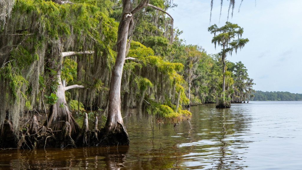 The Lower St. Johns River, which stretches from Lake George to Mayport, is an important natural resource for Florida’s environment and economy. Known for its recreational opportunities—boating, fishing and scenic views—the river also serves as an estuary with habitat for a wide variety of fish and wildlife.