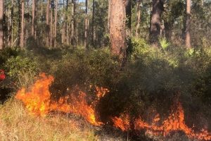 Prescribed fire helps reduce the possibility of dangerous wildfire while enhancing land’s environmental quality.