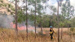 Person walking through wooded area with ignition torch