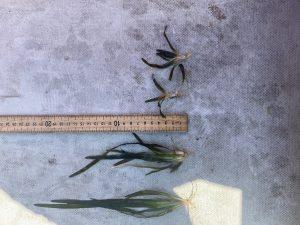 District staff measure and compare eelgrass, a type of submerged aquatic vegetation, from two different locations in the lower St. Johns River.