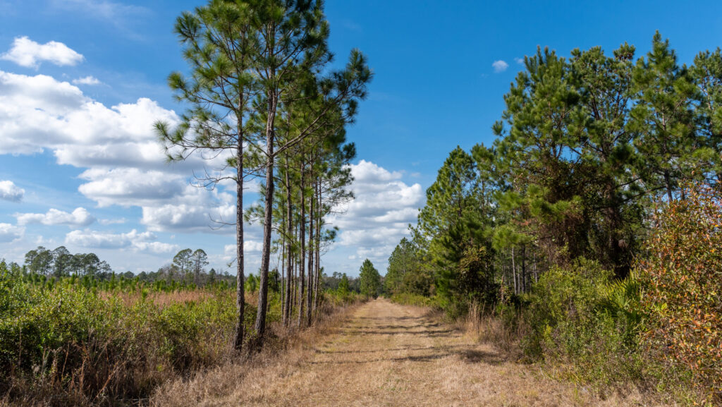 The stretching pines of Rice Creek Conservation Area weren’t always here. More than a decade ago, they were no more than hopeful green shoots—small seedlings planted with big vision. Today, those once-fragile saplings now cast shadows and stand with confidence, reclaiming their rightful place in Florida’s landscape. But their journey is far from over.
