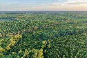Camp Blanding to Raiford Greenway Florida Forever Project | Photo by Lauren Yoho/Wildpath