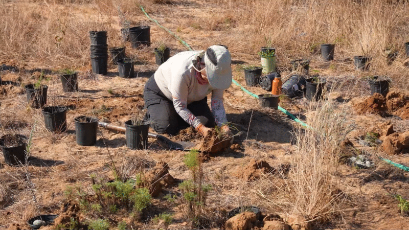 Lake Apopka Restoration Projects